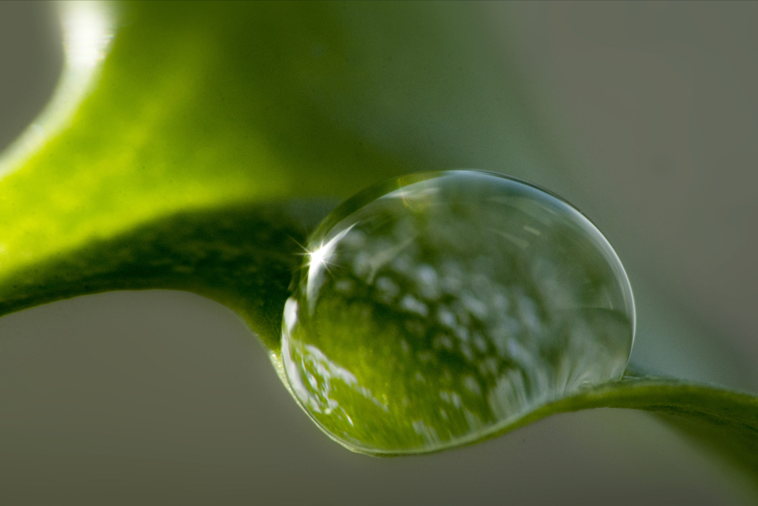 Macro foto van een druppel op een blad